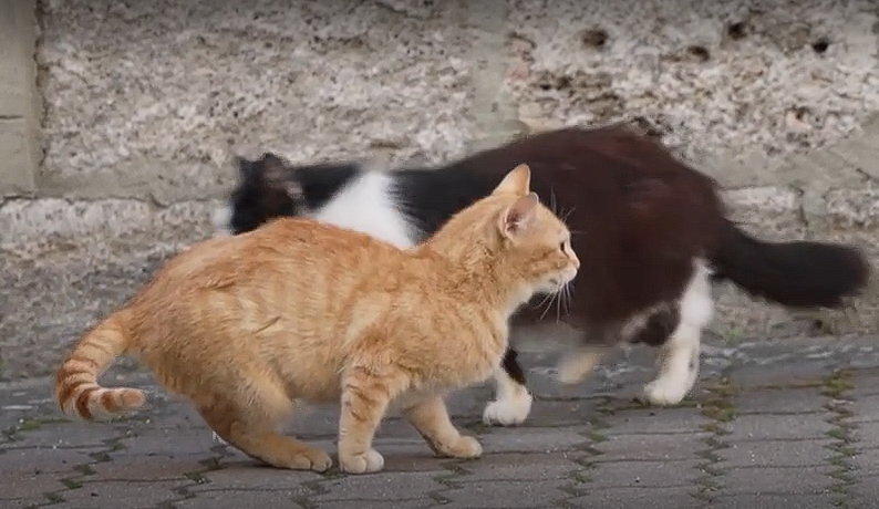 Leider konnte das Bild nicht geladen werden