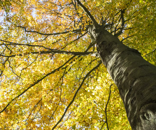 Leider konnte das Bild nicht geladen werden