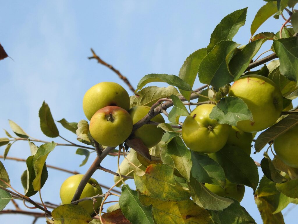 Leider konnte das Bild nicht geladen werden