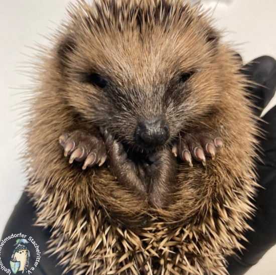 Leider konnte das Bild nicht geladen werden