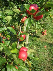 Leider konnte das Bild nicht geladen werden